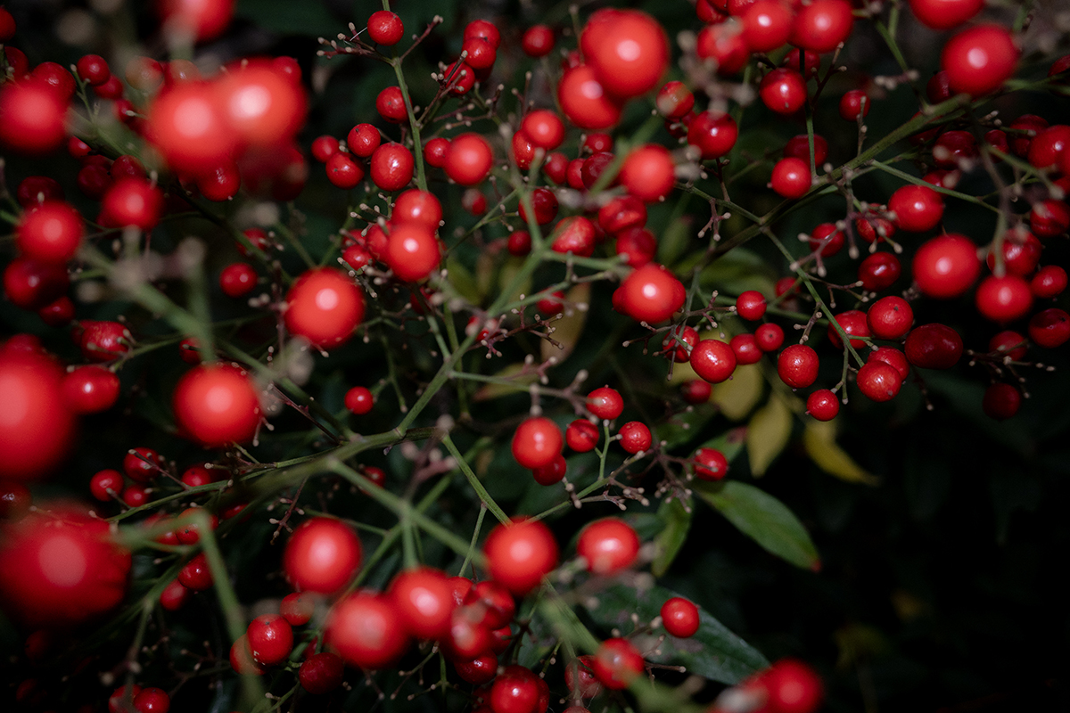 RICOH GR IVフラッシュ